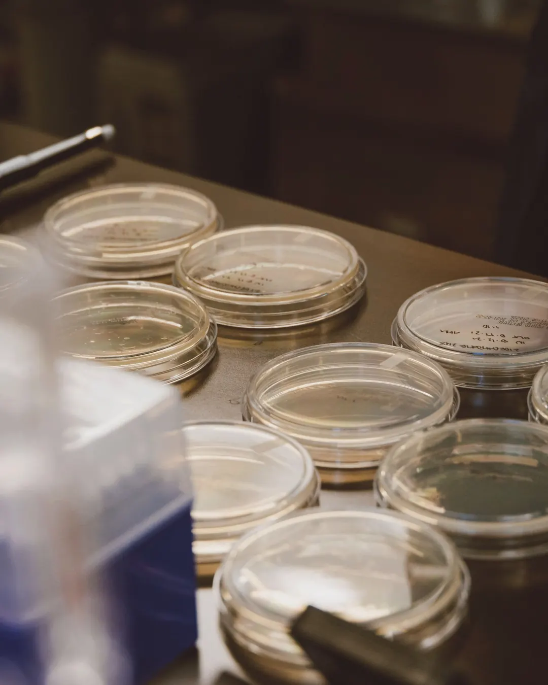 Agar plates with specimens laid out on a wooden bench.