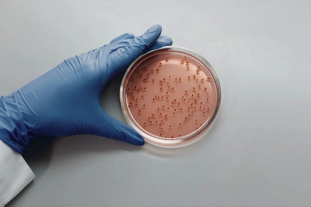 A gloved hand holds a culture plate with colonies growing across it.