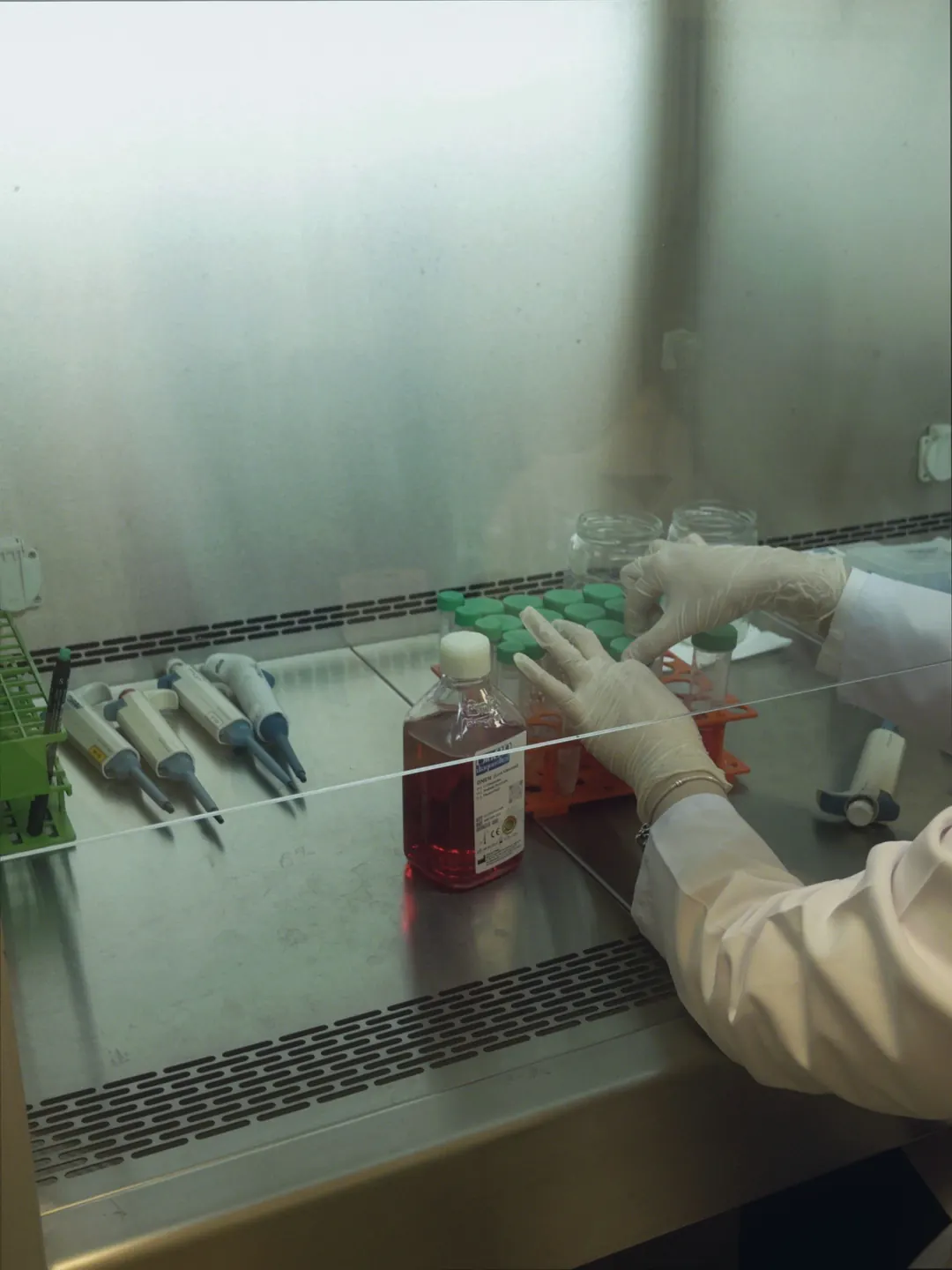 A technician works with cell culture flasks behind the glass of a biosafety cabinet.