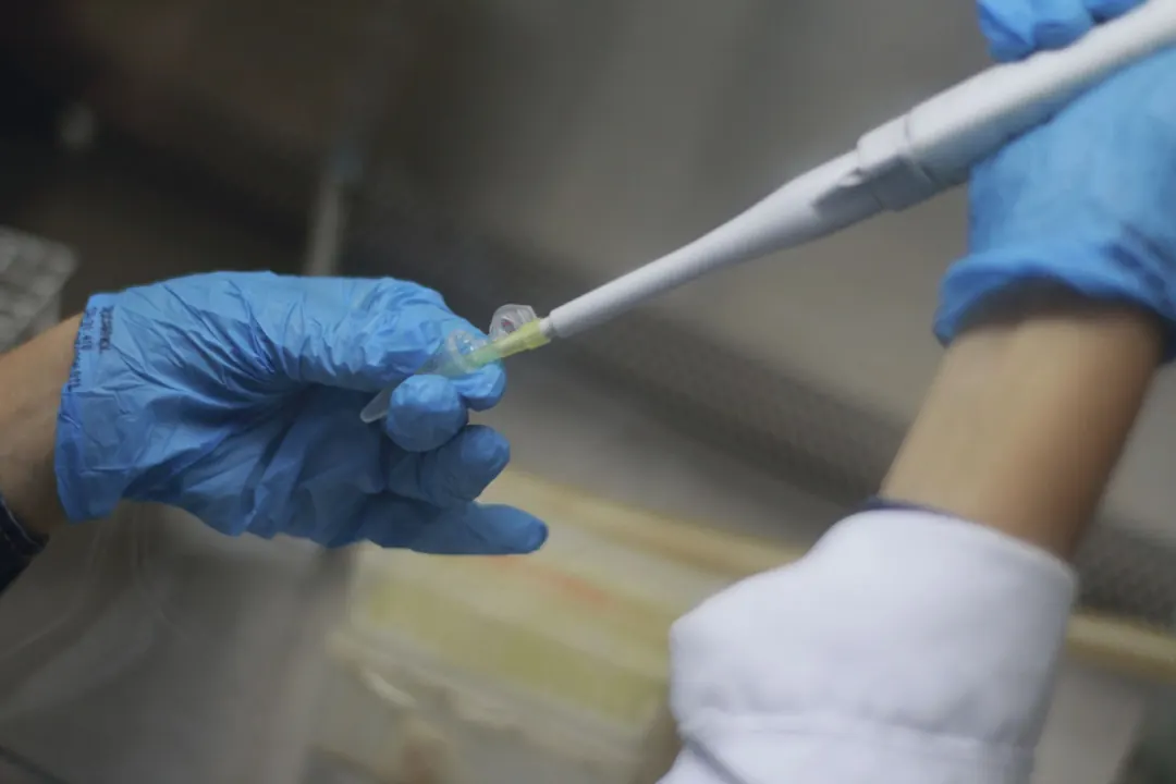 Gloved hands draw a sample with a pipette inside a culture hood.