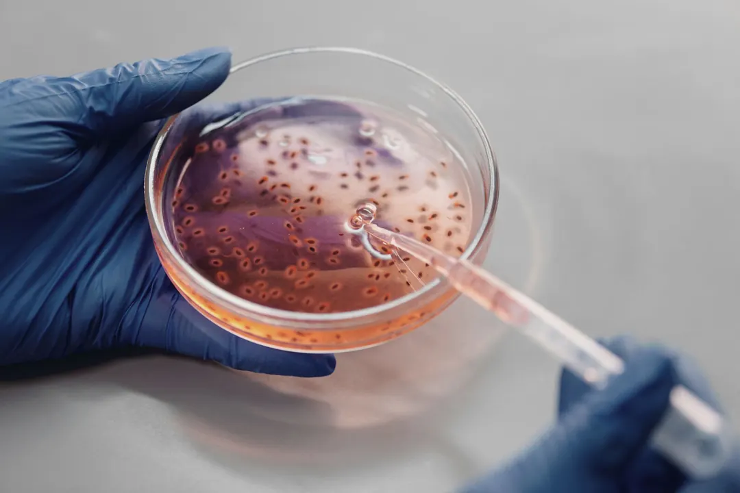 A researcher streaks a sample across a culture plate.